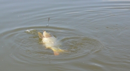Botteszt - Milo Carp Attack