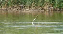 Botteszt - Ron Thompson Custom Carp