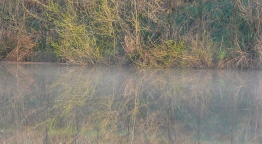 Óriásharcsát fogtak a Balatonon